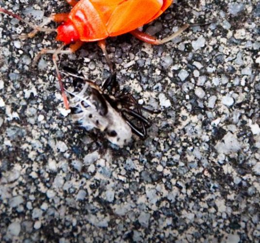 СŮӢ СŮ2006 /ϲ/ðƬ.ٶ.ӢĻ.HR-HD