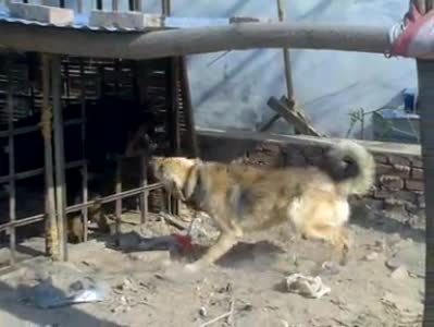 л԰Ȯvs жȮ!ɳһﱻԼҲҧ |졤ȵ