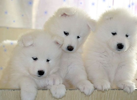 ȫĦҮ 12ФʺĹ ׼Ӵ